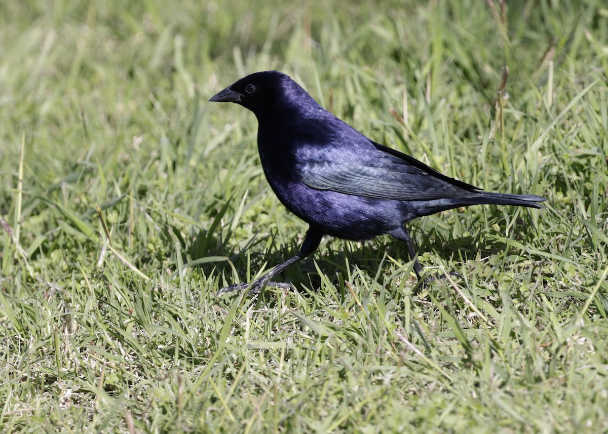 Shiny Cowbird - ML644017785