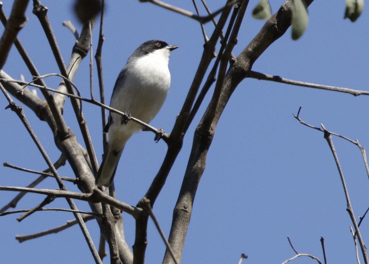 Black-capped Warbling Finch - ML644017789