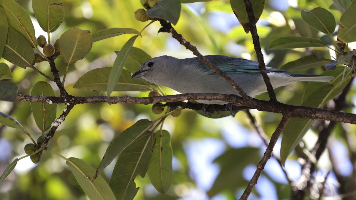 Sayaca Tanager - ML644017798