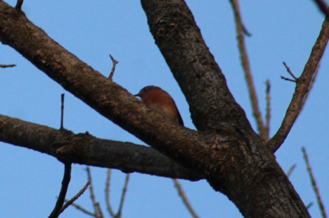 Eastern Bluebird - ML644017799