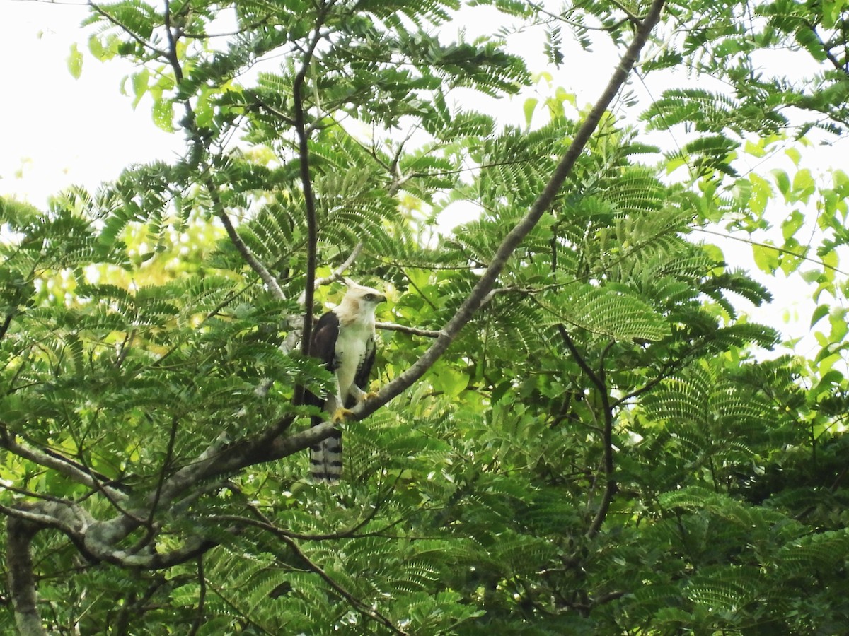 Ornate Hawk-Eagle - ML644017800