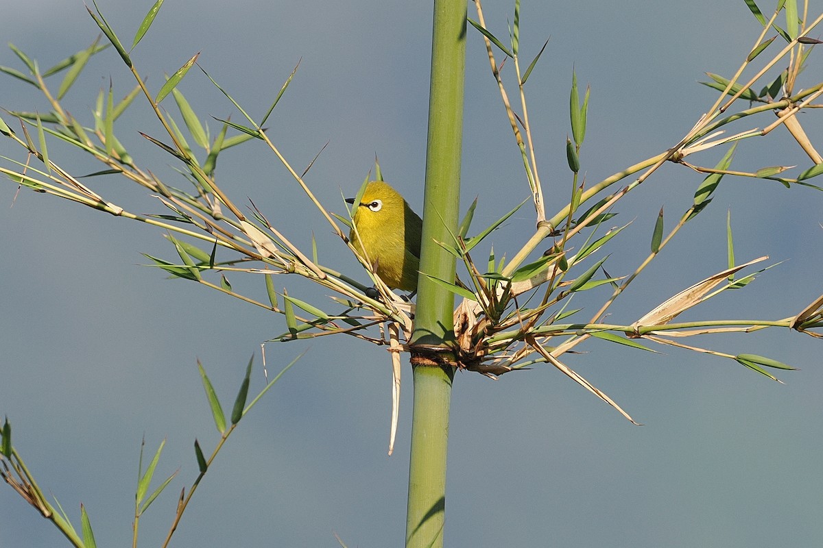 Green White-eye - ML644017802