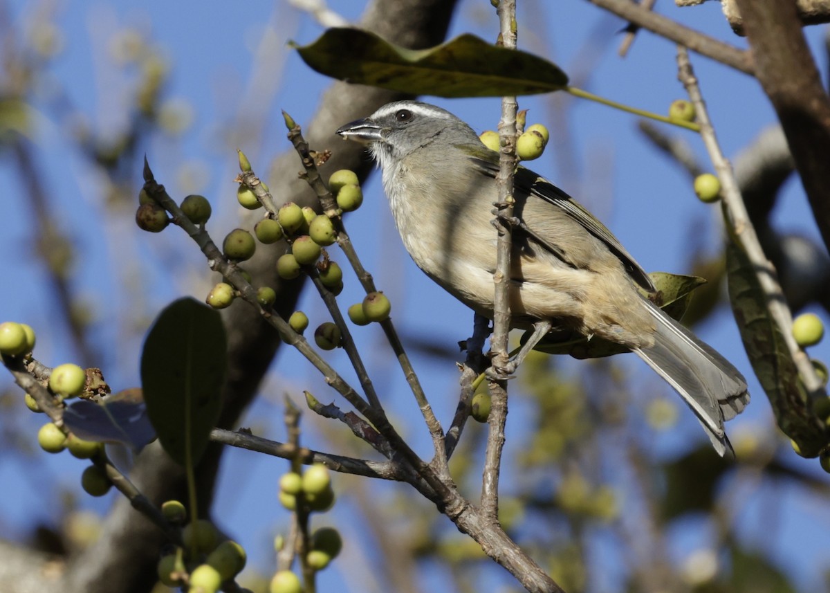 Green-winged Saltator - ML644017814