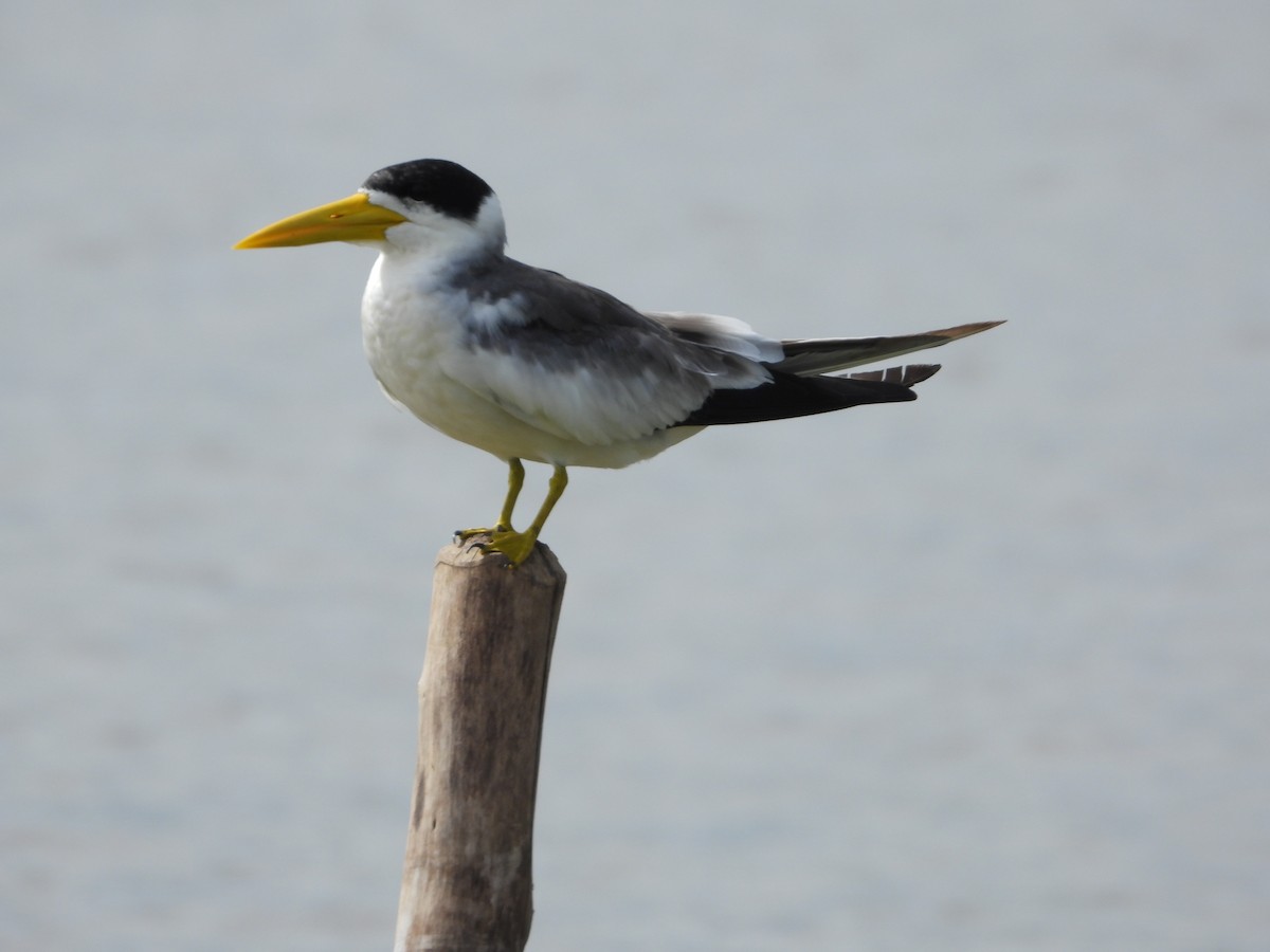 Large-billed Tern - ML644017818