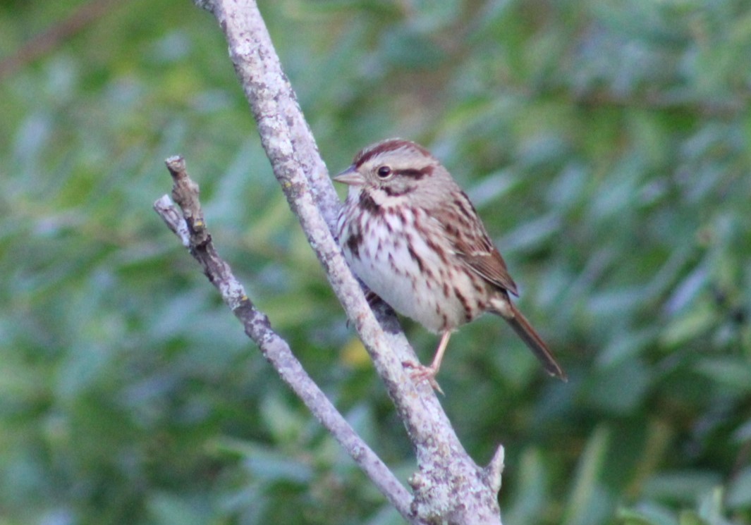 Song Sparrow - ML644017821