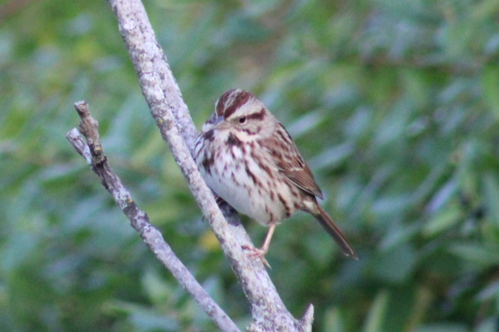 Song Sparrow - ML644017822