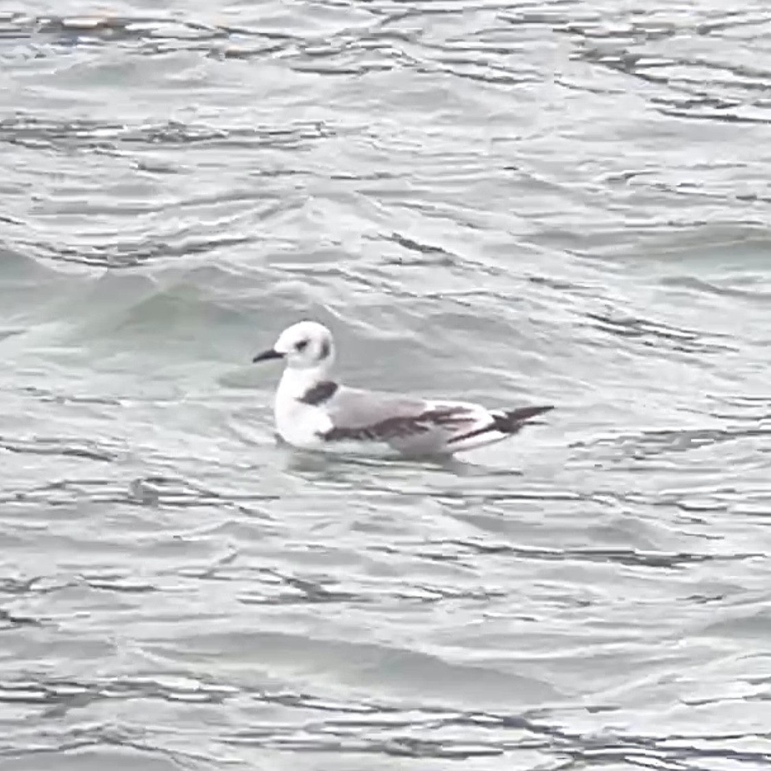 ミツユビカモメ - ML644017823