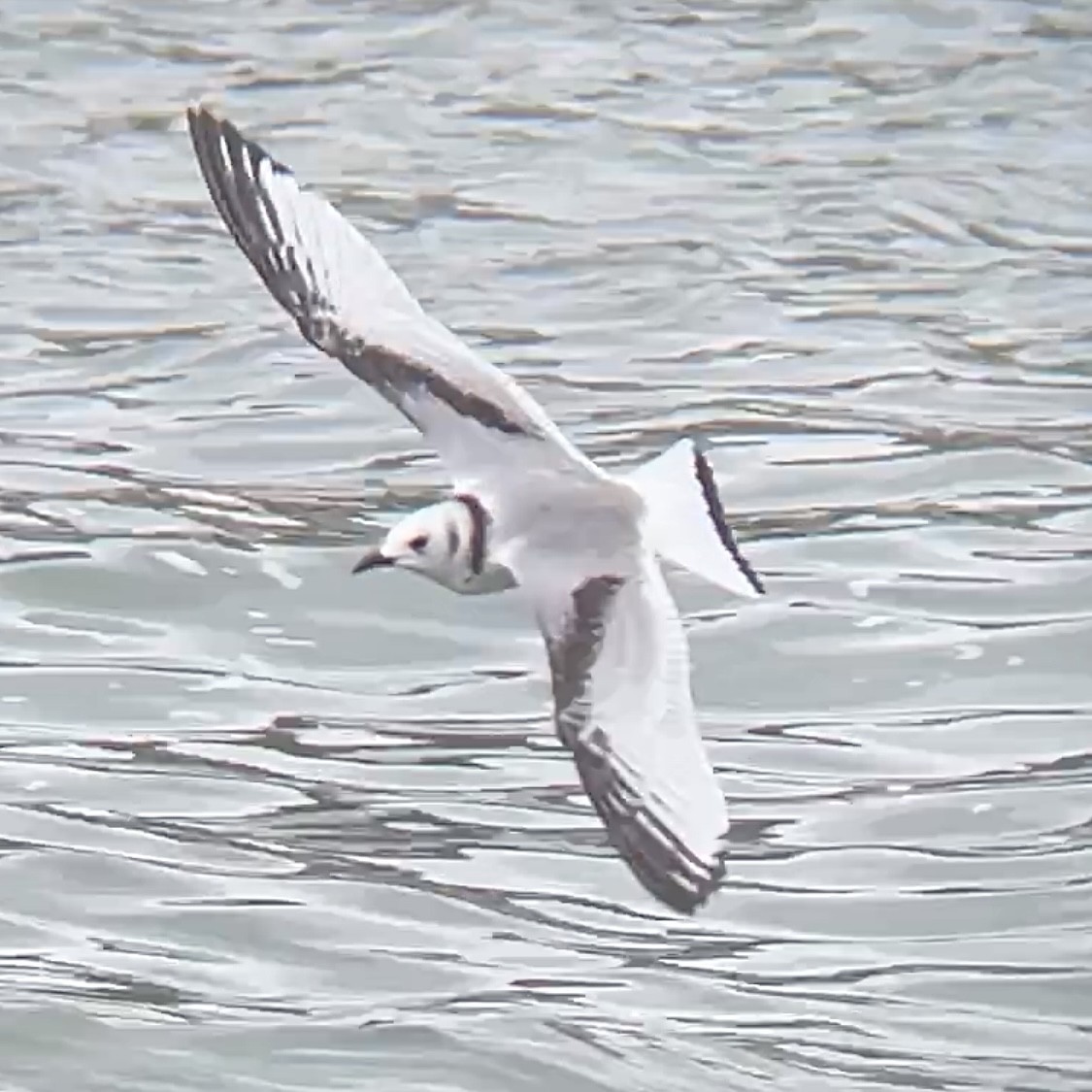 ミツユビカモメ - ML644017824