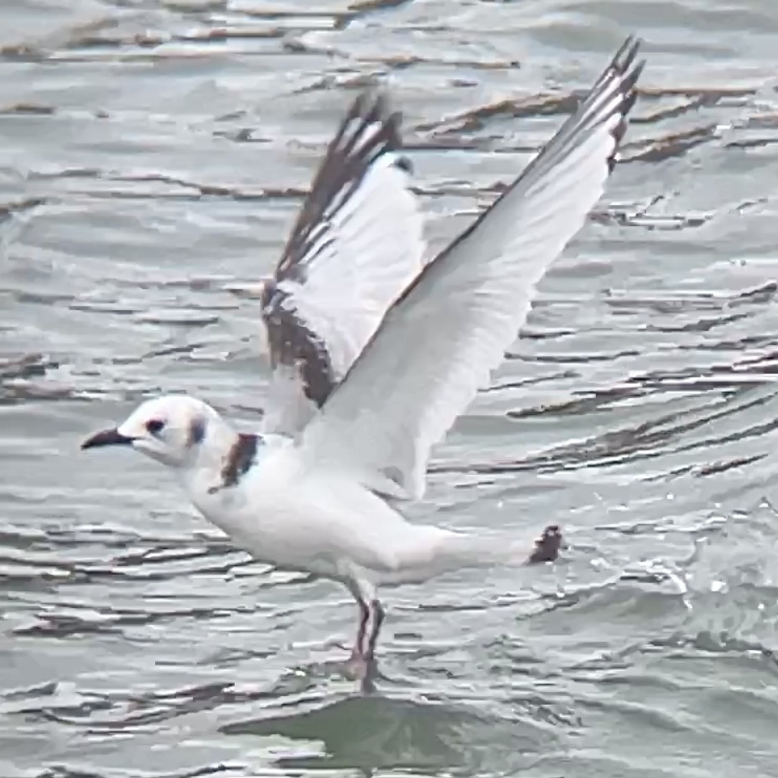 ミツユビカモメ - ML644017825