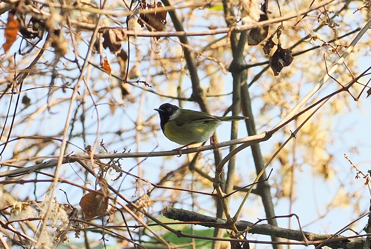 Apalis à face noire - ML644017842