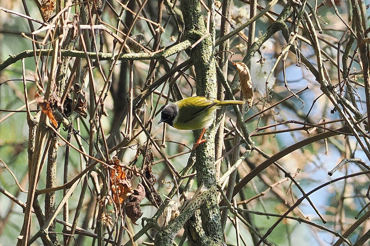 Apalis à face noire - ML644017843