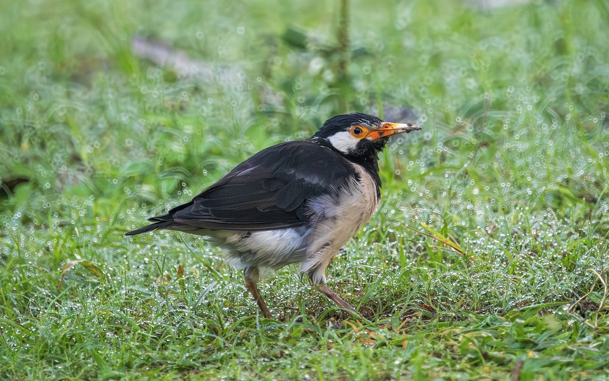 印度鵲椋鳥 - ML644017849