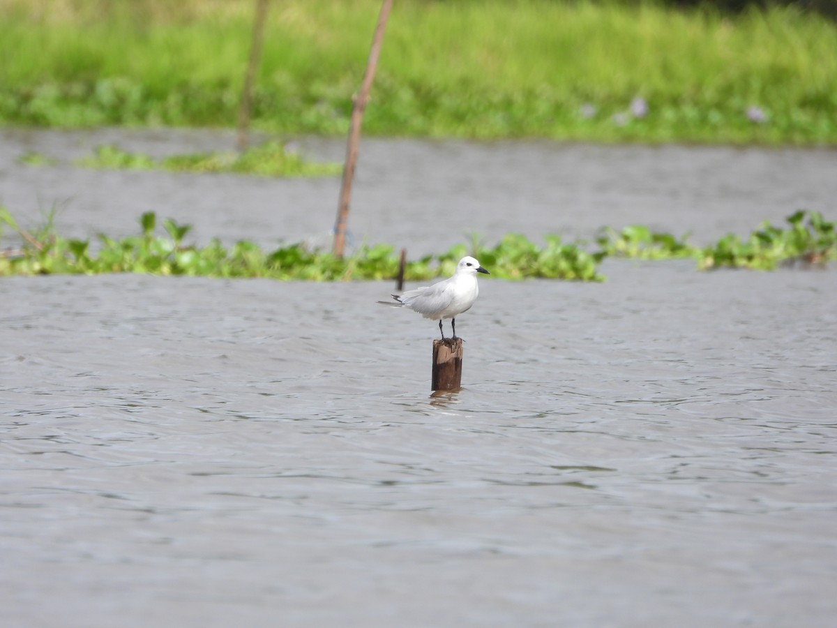 Gull-billed Tern - ML644017867