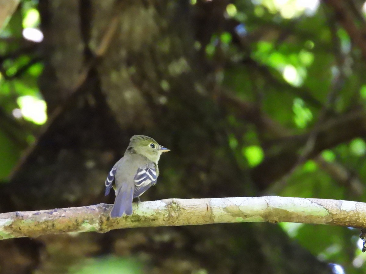 Acadian Flycatcher - ML644017868