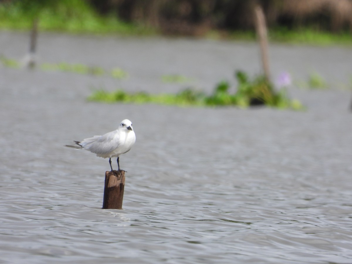 Gull-billed Tern - ML644017870