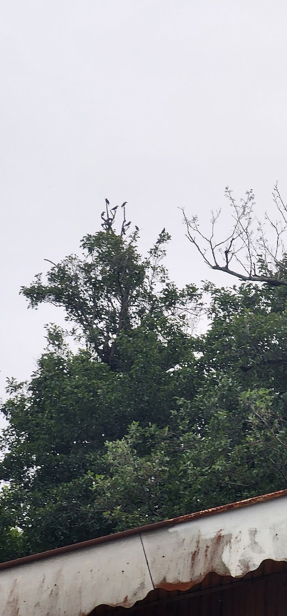 European Starling - ML644017871