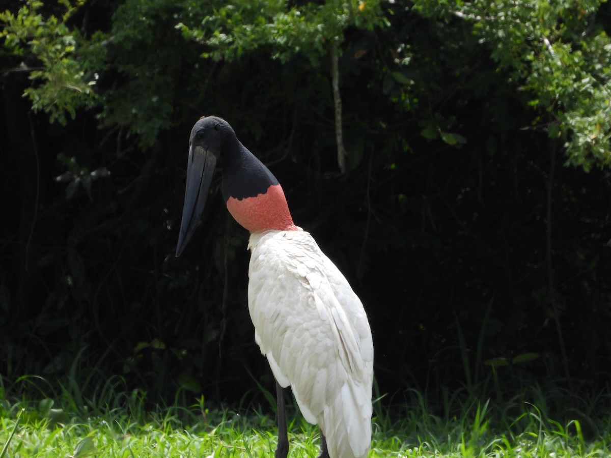 Jabiru - ML644017875