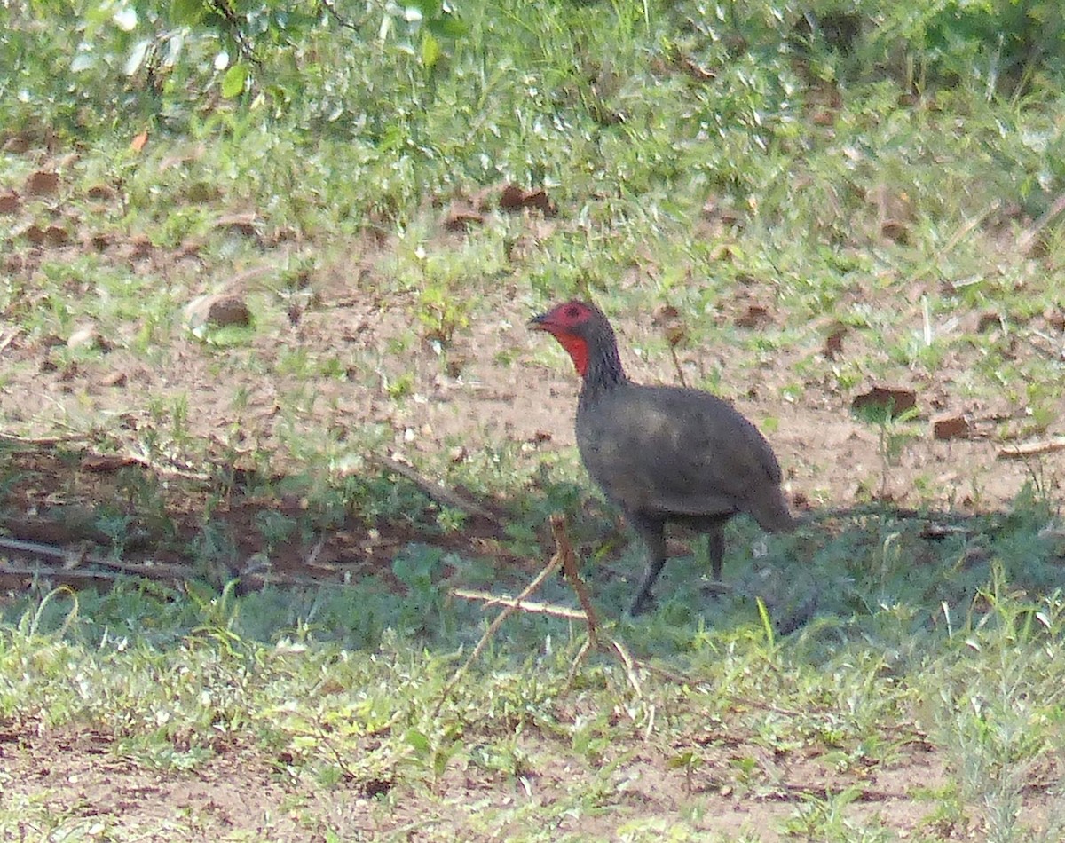 Dere Turacı - ML644017896