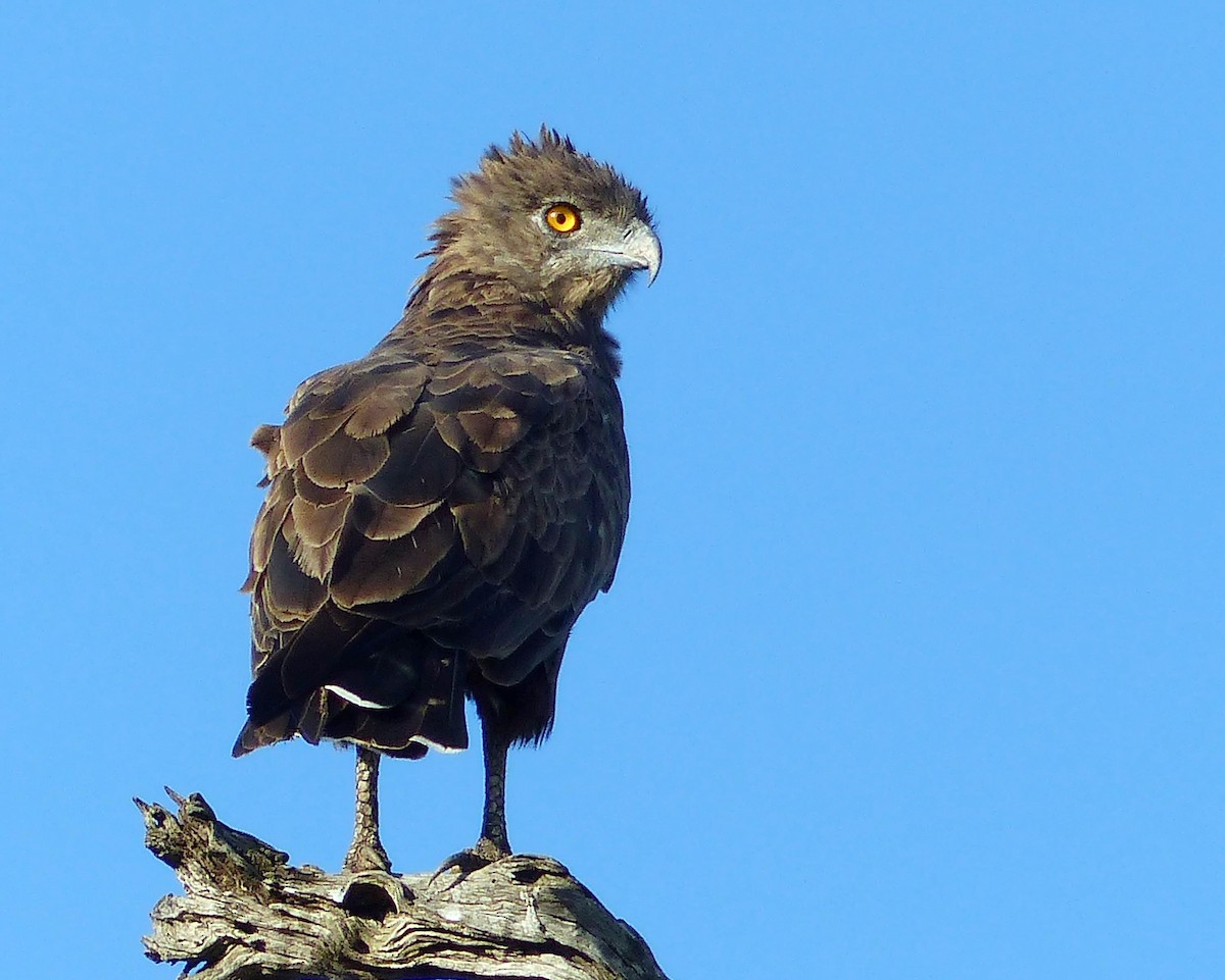 Brown Snake-Eagle - ML644017936