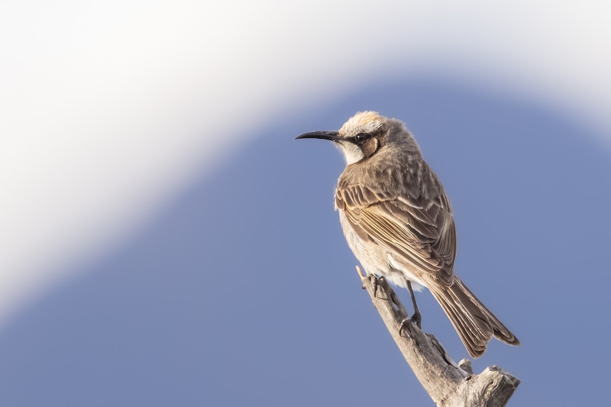 Tawny-crowned Honeyeater - ML644017937