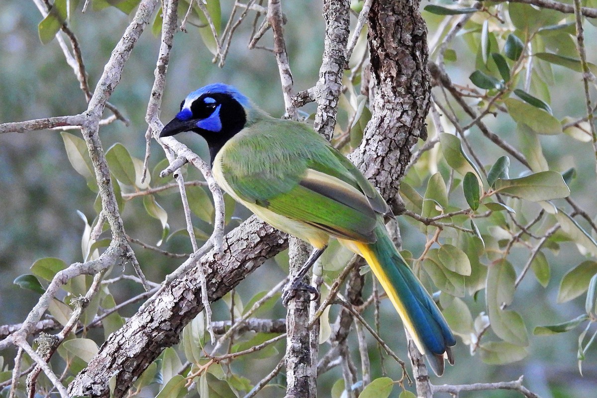 Green Jay - ML644017948