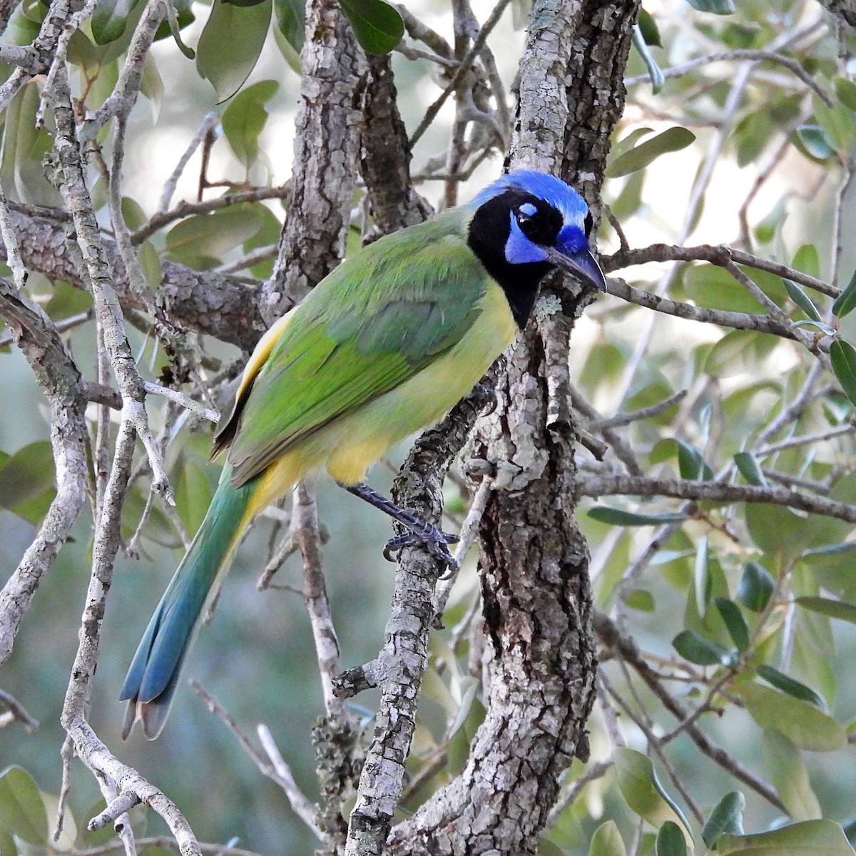 Green Jay - ML644017949