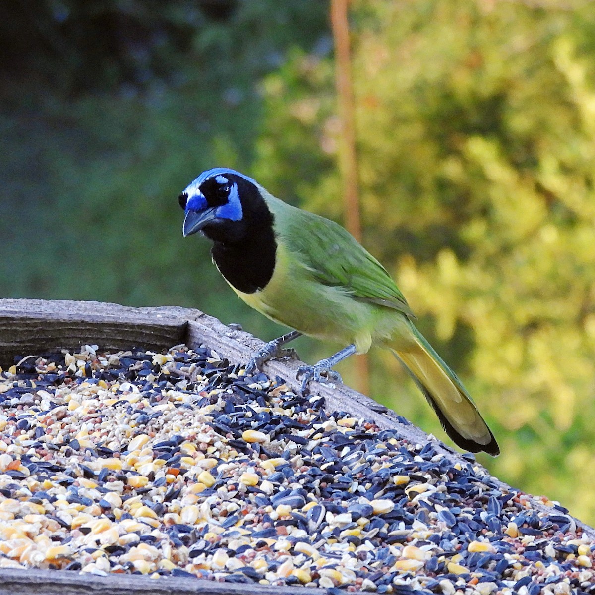 Green Jay - ML644017950