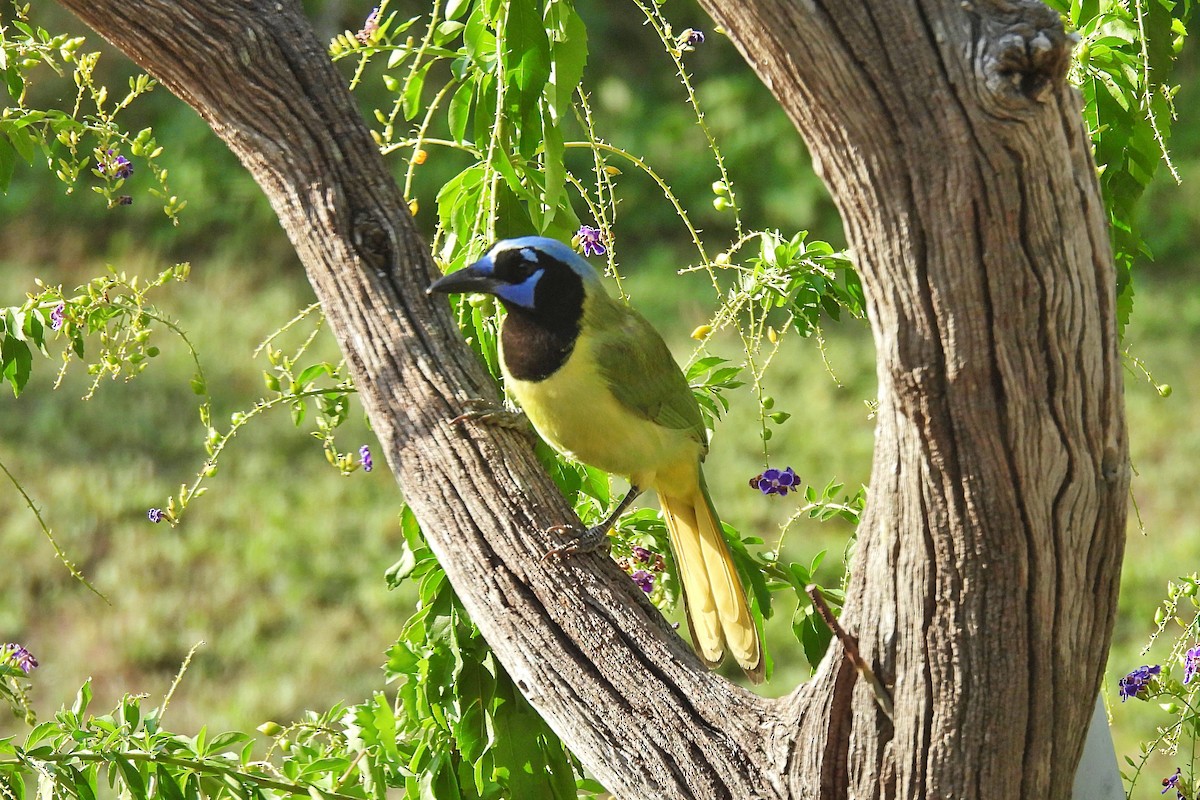 Green Jay - ML644017951