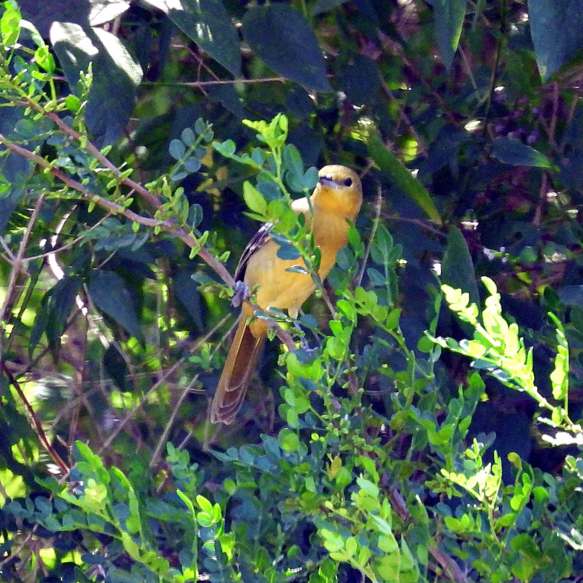 Hooded Oriole (cucullatus/sennetti) - ML644017958