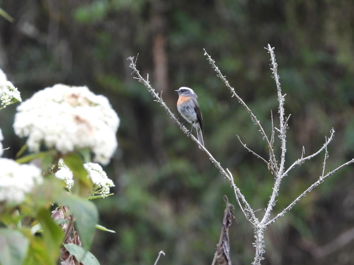 Rufous-breasted Chat-Tyrant - ML644017959