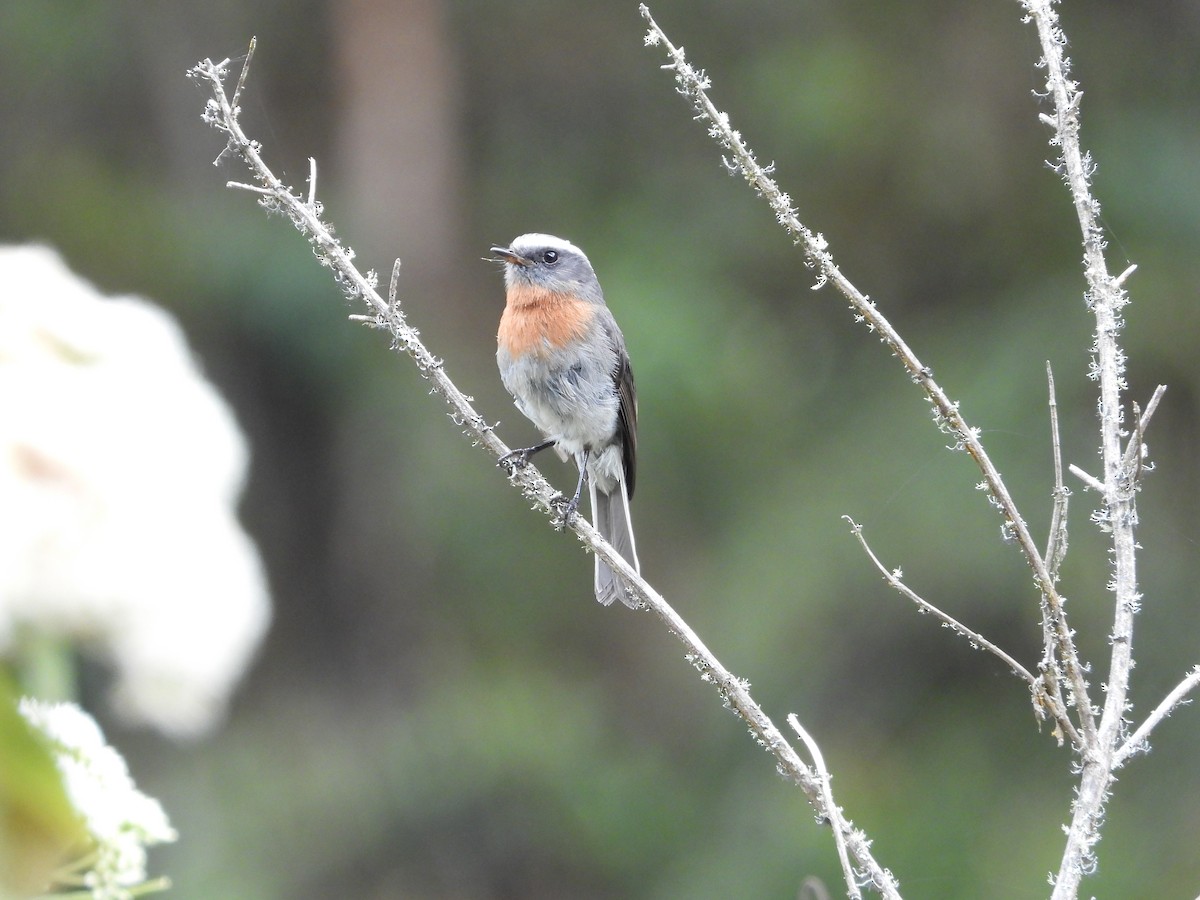 Rufous-breasted Chat-Tyrant - ML644017960