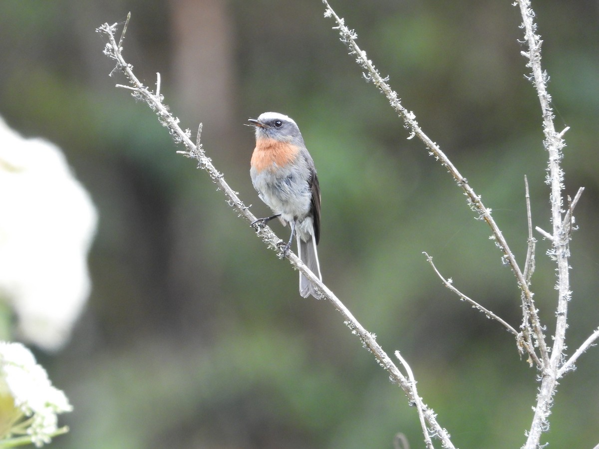 Rufous-breasted Chat-Tyrant - ML644017961