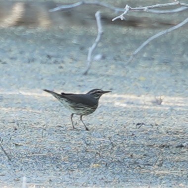 Northern Waterthrush - ML644017963
