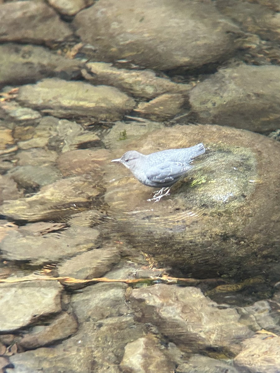 American Dipper - ML644017969