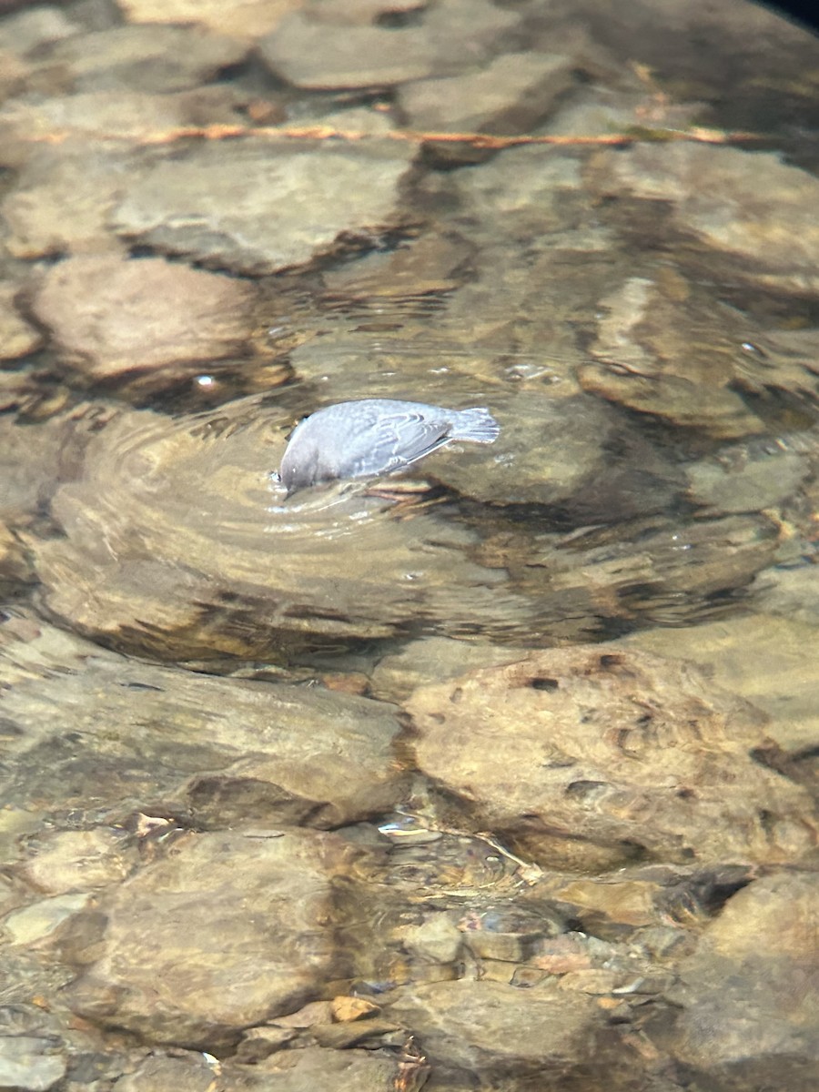 American Dipper - ML644017971