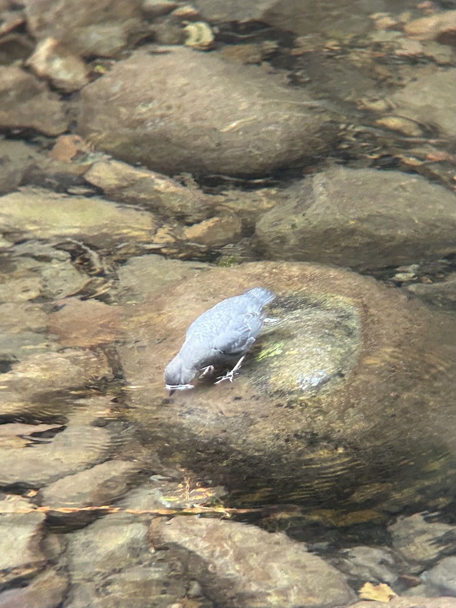 American Dipper - ML644017972