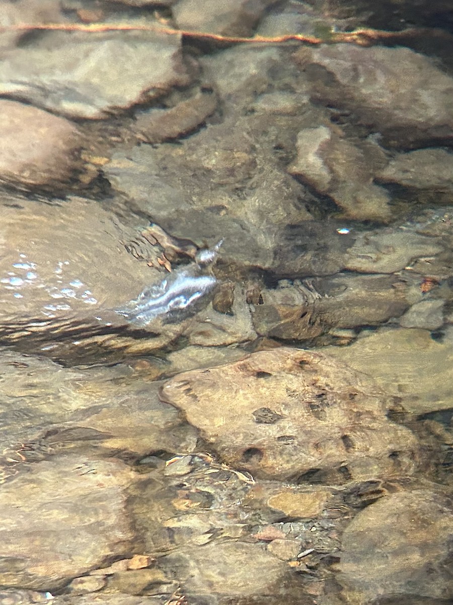 American Dipper - ML644017973