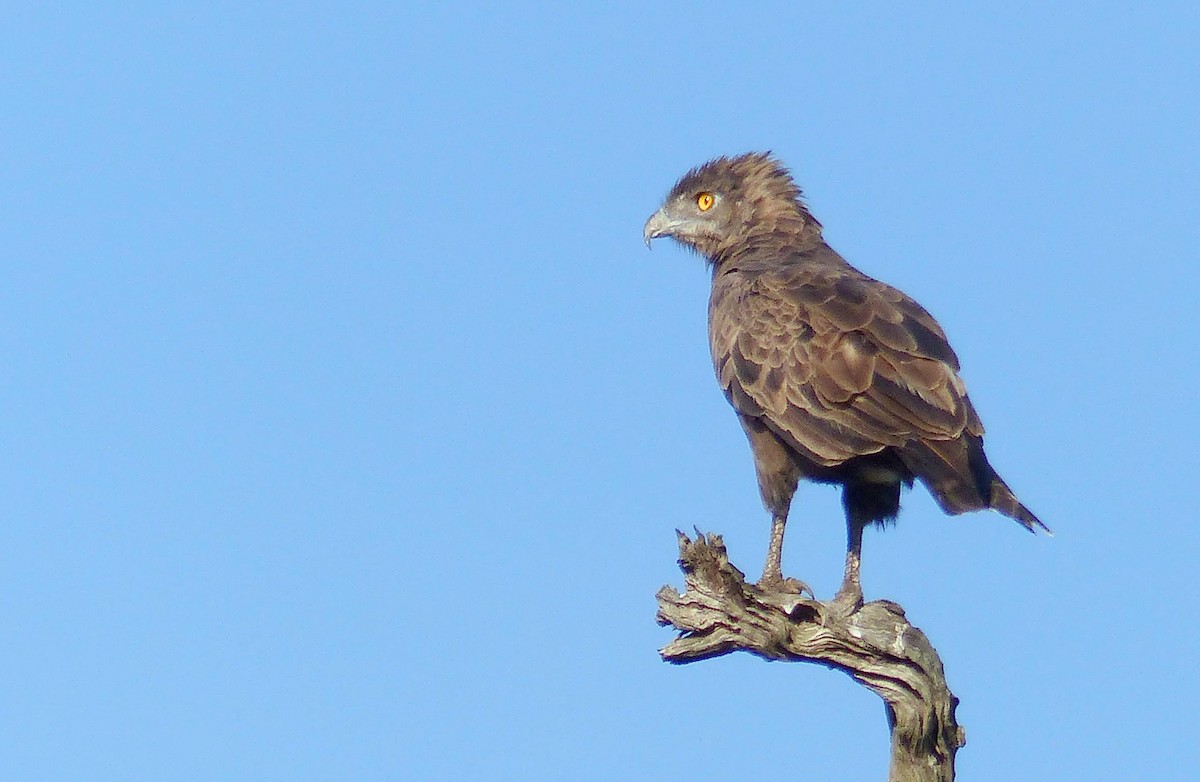Brown Snake-Eagle - ML644017977