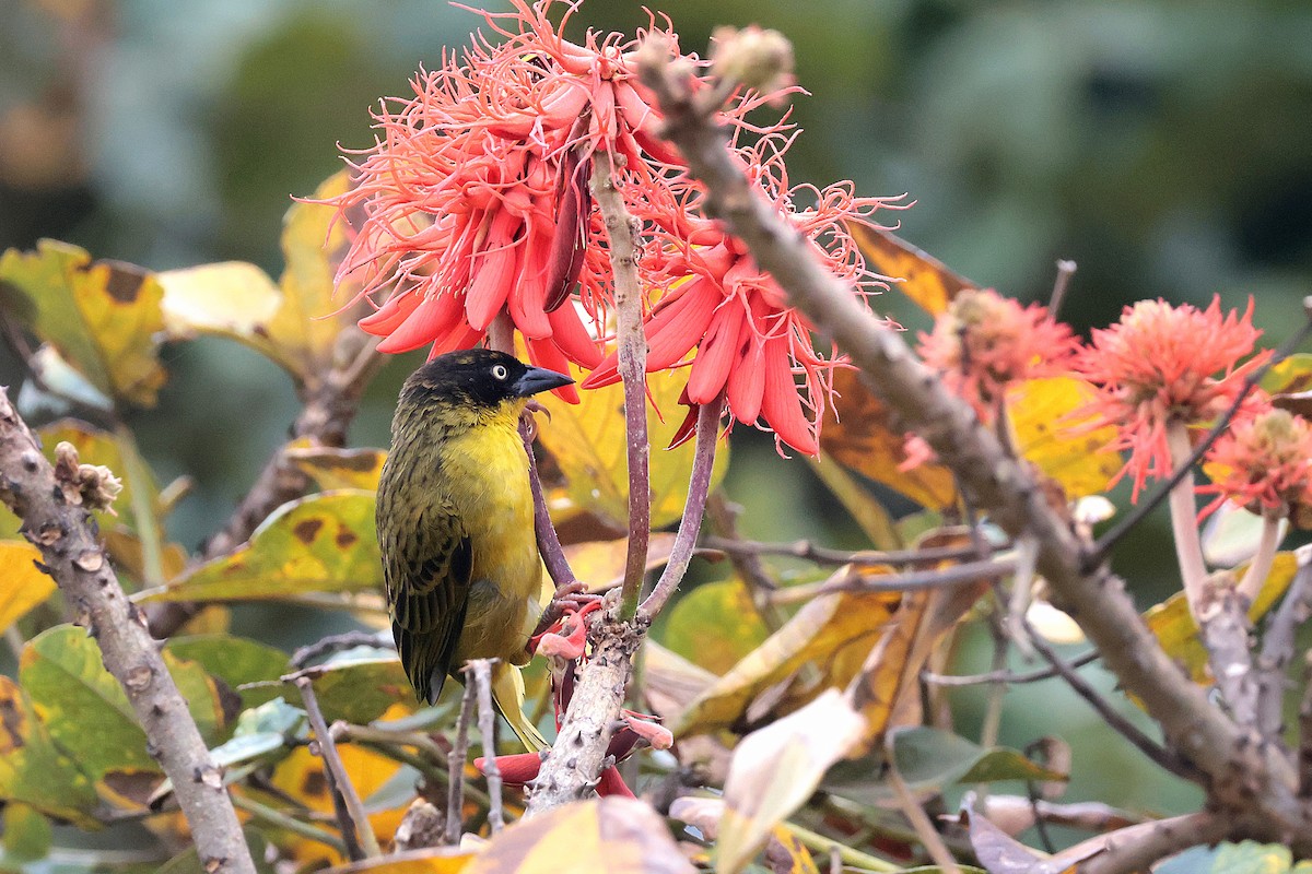 Tejedor Baglafecht - ML644017984