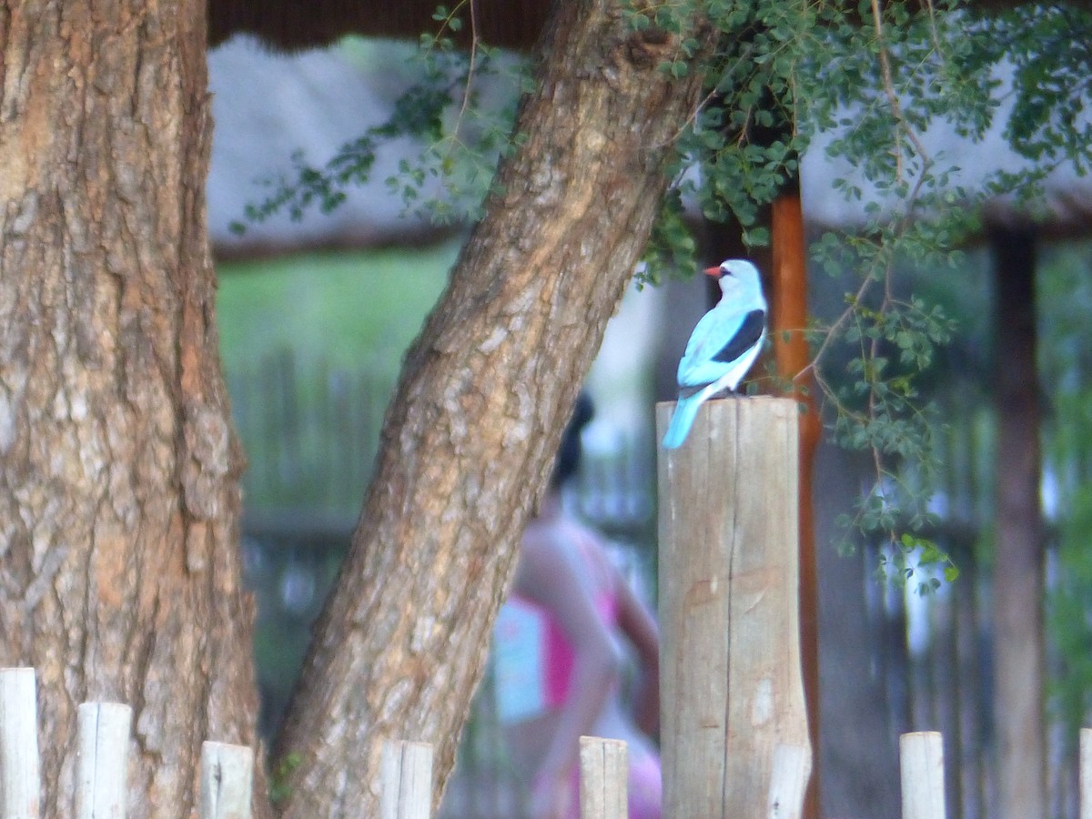 Woodland Kingfisher - ML644017985
