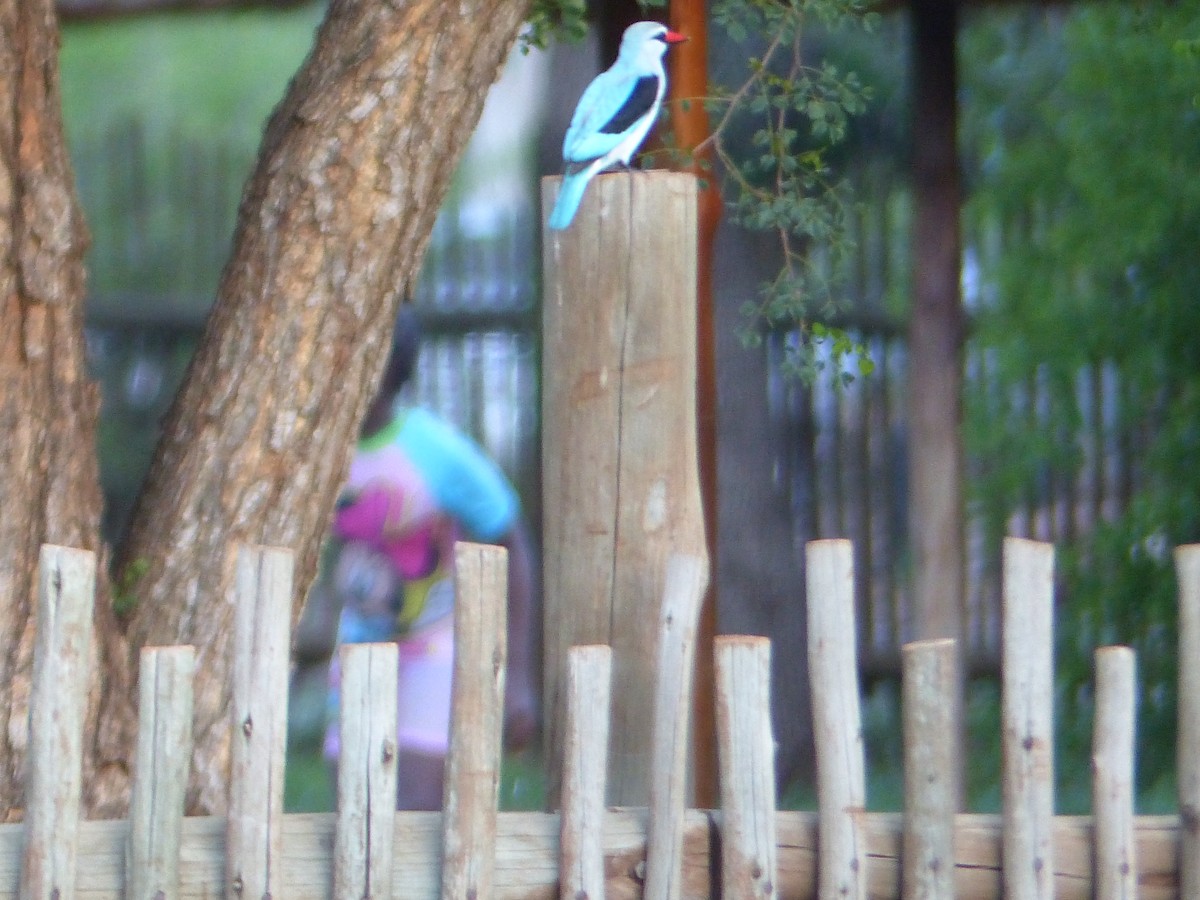Woodland Kingfisher - ML644017986