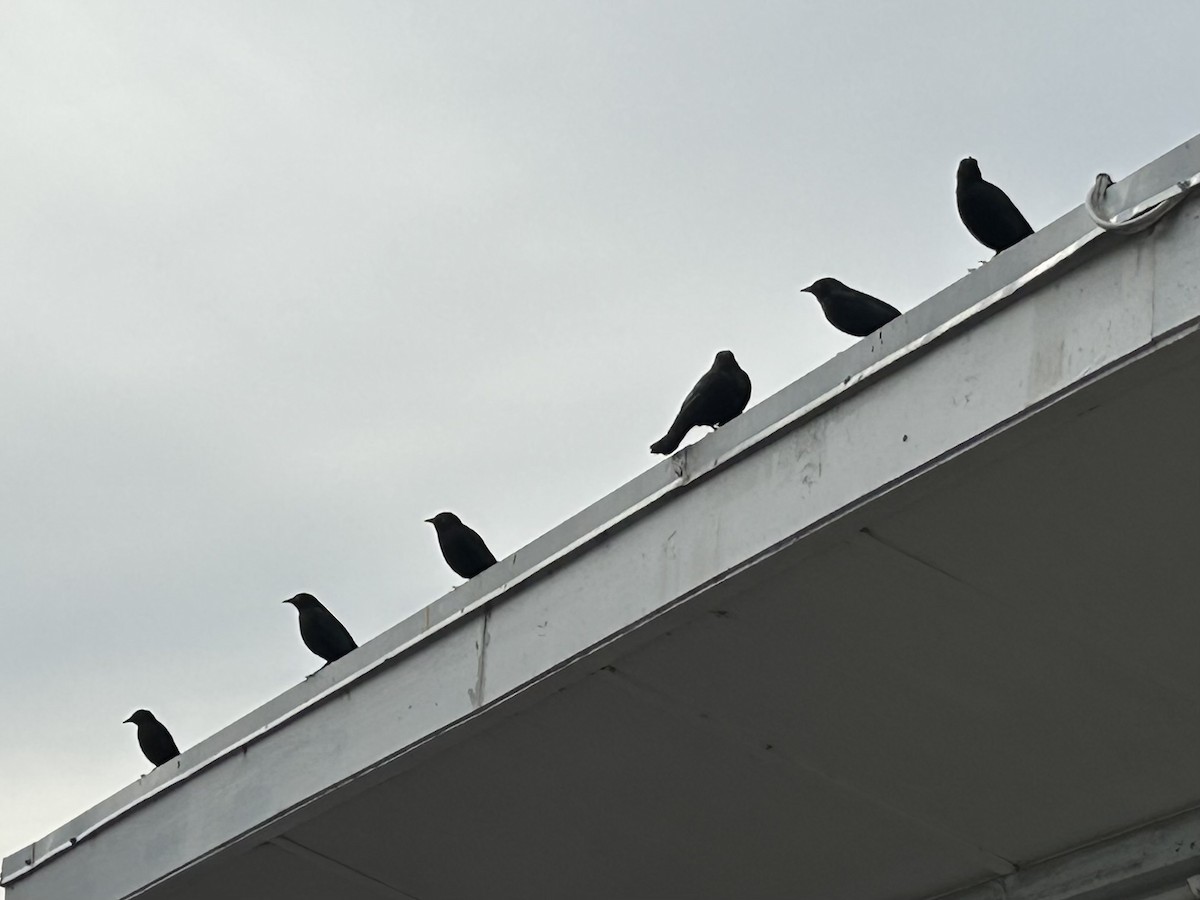 Brewer's Blackbird - ML644018010