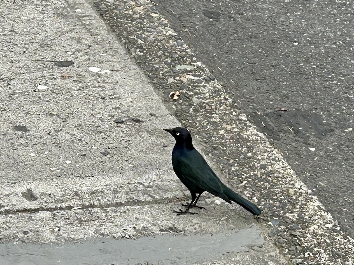 Brewer's Blackbird - ML644018011