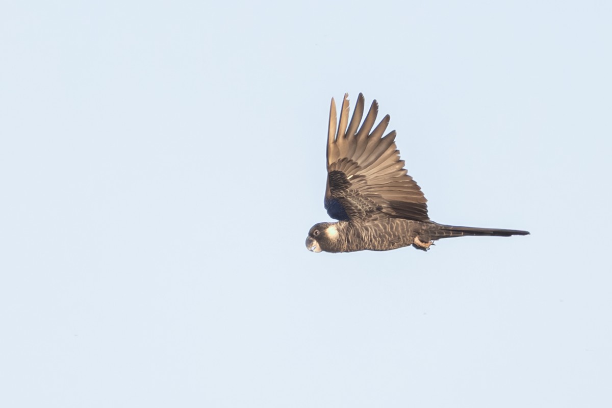 Carnaby's Black-Cockatoo - ML644018028