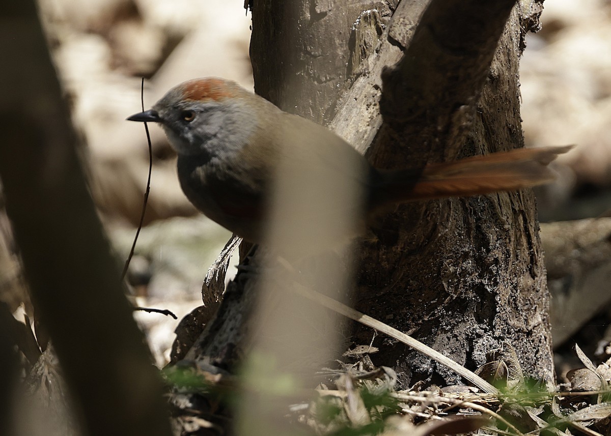 Sooty-fronted Spinetail - ML644018036