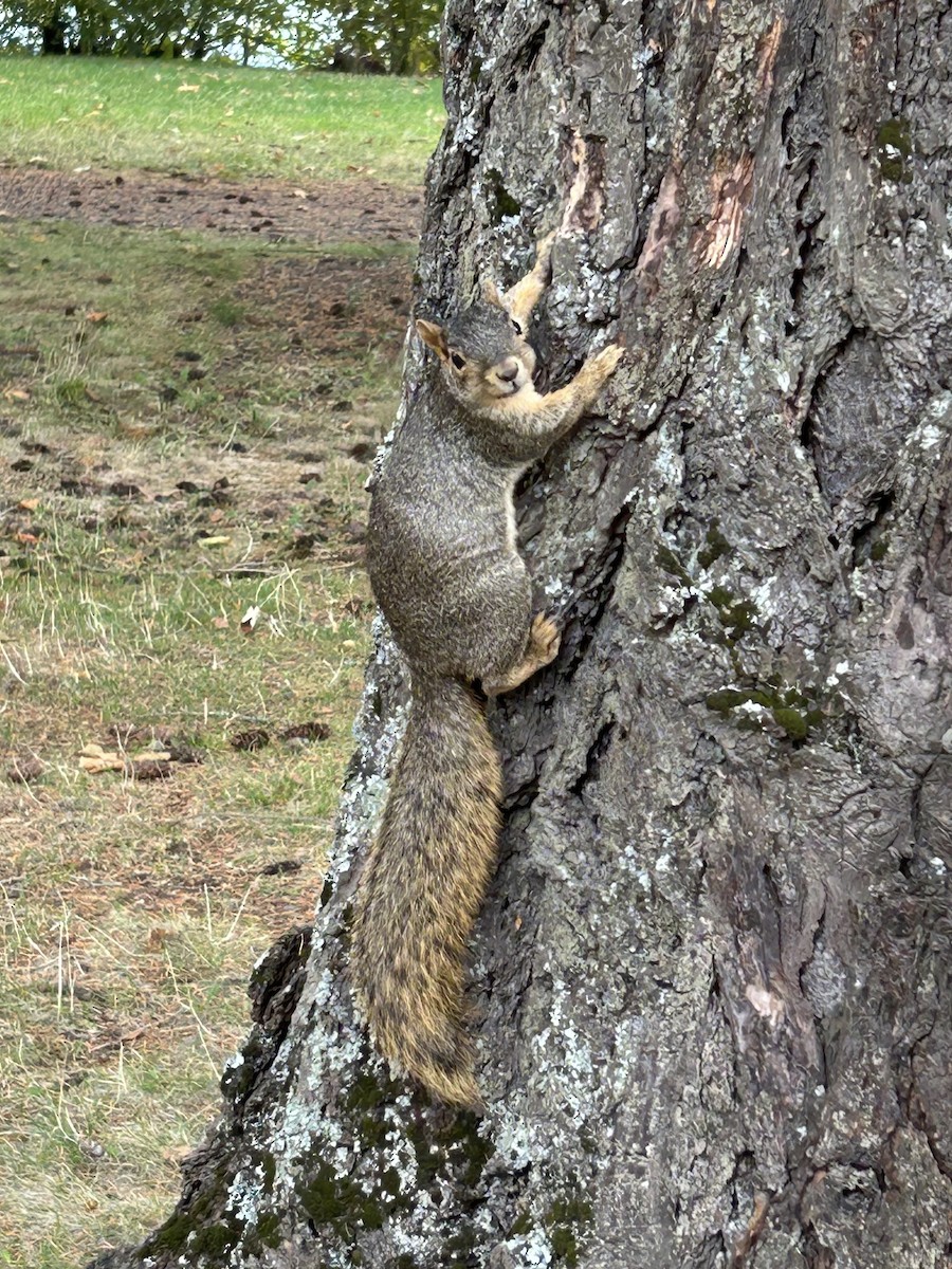 Eastern Fox Squirrel - ML644018038