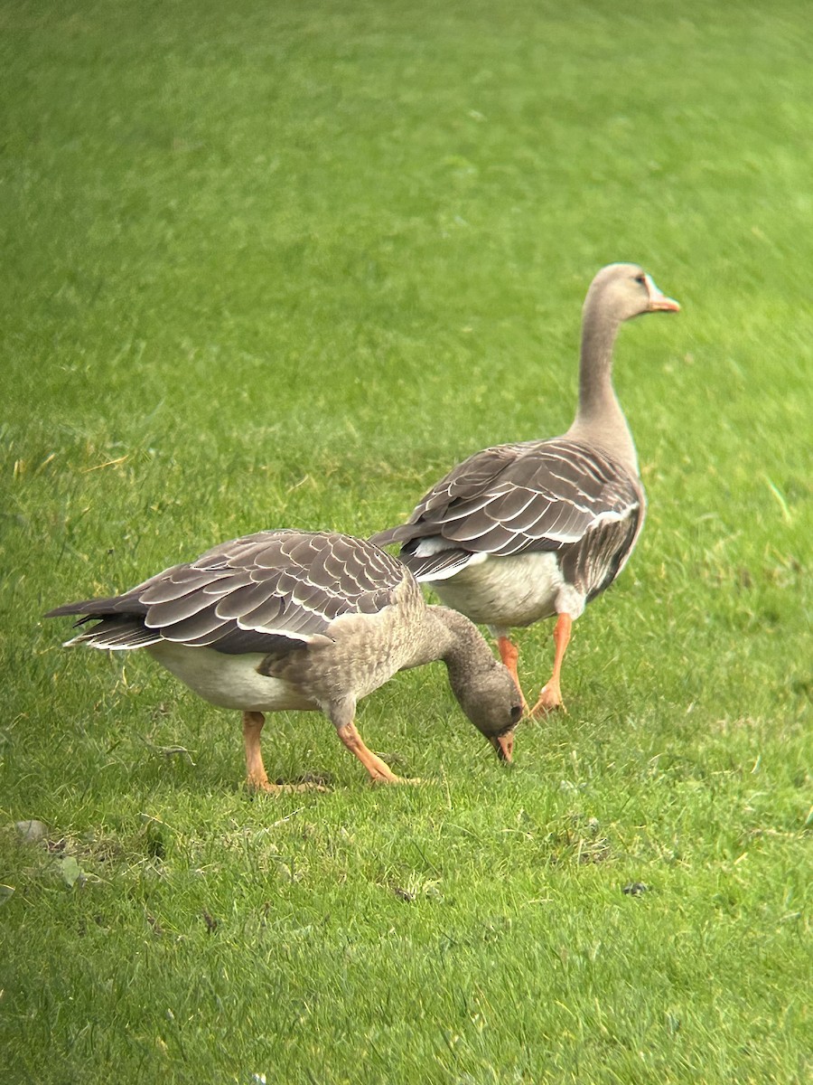 Greater White-fronted Goose - ML644018042