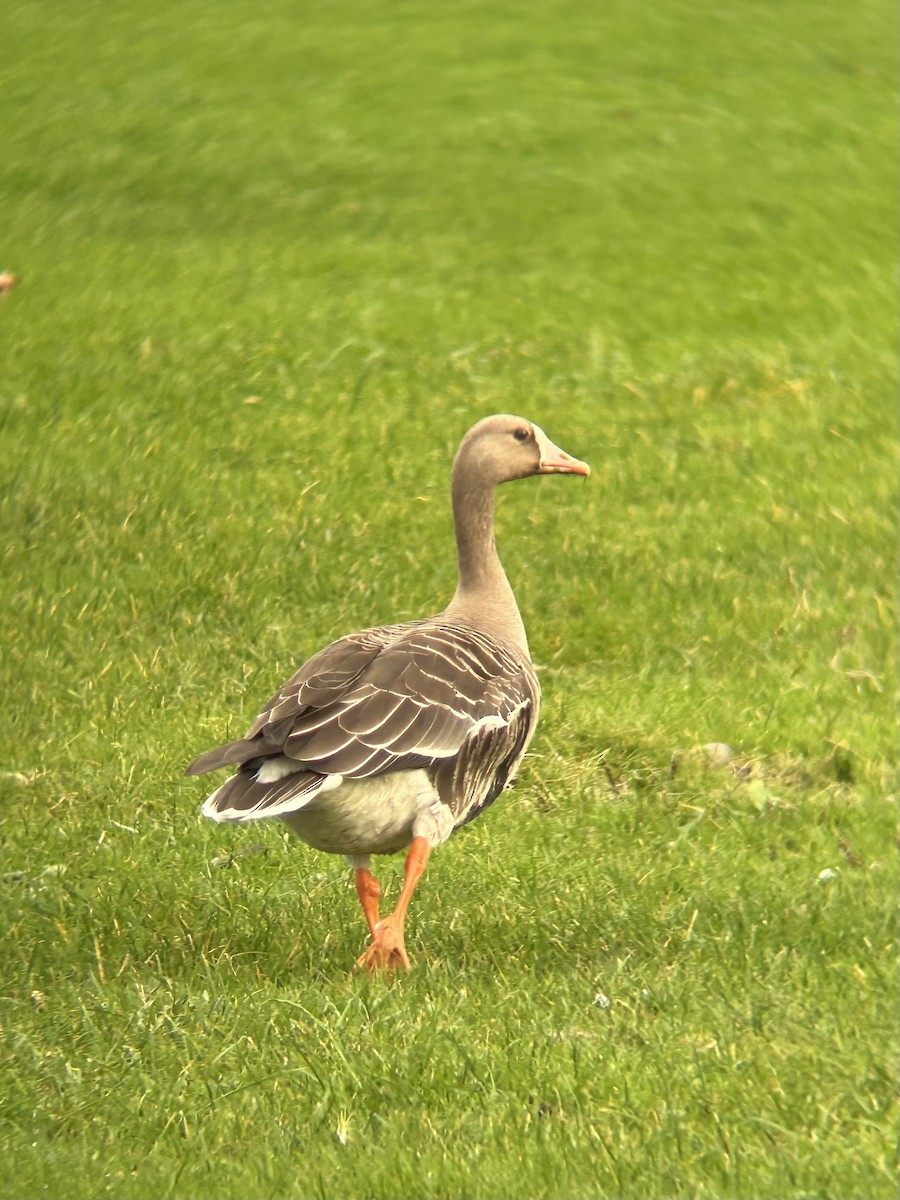 Greater White-fronted Goose - ML644018043