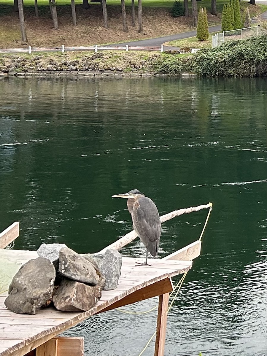 Great Blue Heron (Great Blue) - ML644018045