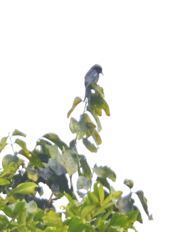 Bronzed Drongo - ML644018076